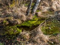 Wasserlauf mit Algen